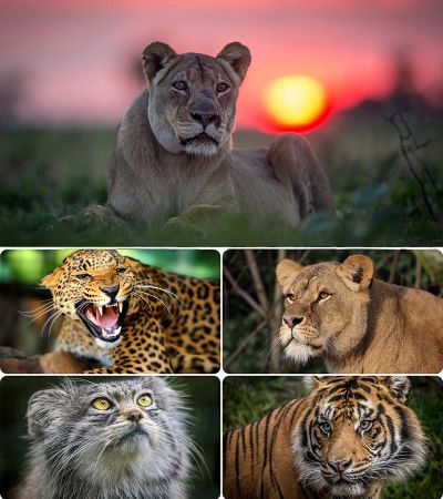Wallpapers - Cats. Part. #74