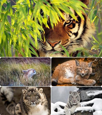 Wallpapers - Cats. Part. #76