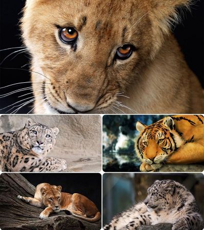 Wallpapers - Cats. Part. #77