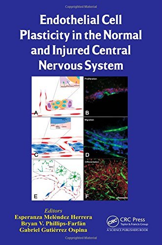 Endothelial Cell Plasticity in the Normal and Injured Central Nervous System