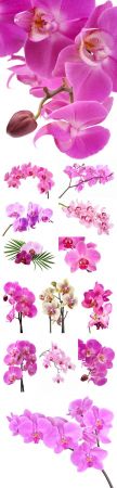 Beautiful orchids stock photo