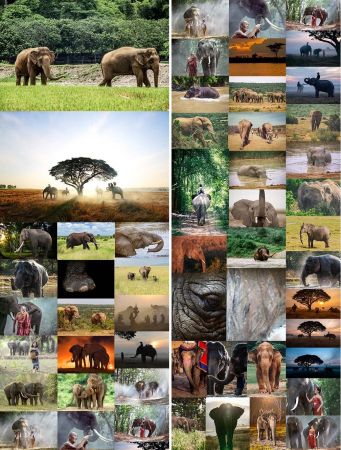 African Elephant   UHQ JPEG Stock Photo Bundle