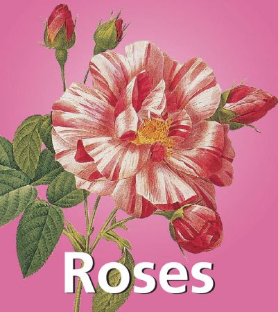 Roses by Victoria Charles