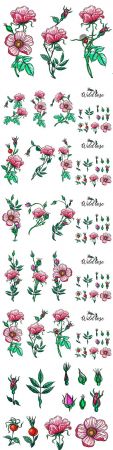 Pink roses and buds set floral compositions design