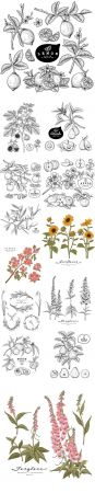 Hand Drawn Botanical Illustrations Set