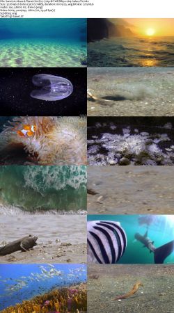 Absurd Planet S01 720p NF WEBRip x264-GalaxyTV