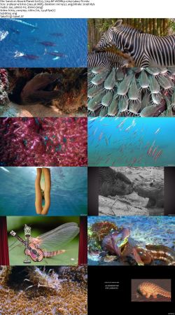 Absurd Planet S01 720p NF WEBRip x264-GalaxyTV