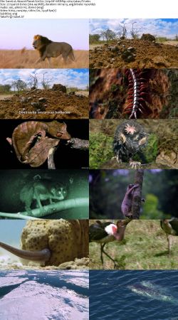Absurd Planet S01 720p NF WEBRip x264-GalaxyTV