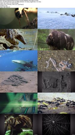 Absurd Planet S01 720p NF WEBRip x264-GalaxyTV
