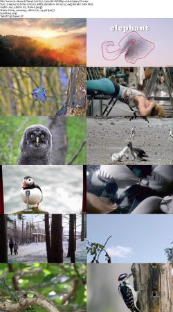 Absurd Planet S01 720p NF WEBRip x264-GalaxyTV
