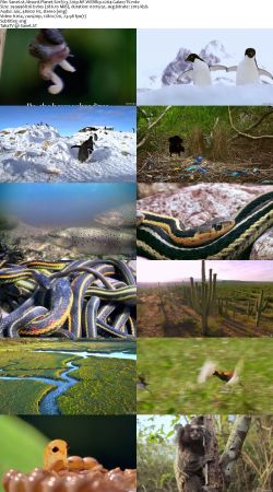Absurd Planet S01 720p NF WEBRip x264-GalaxyTV