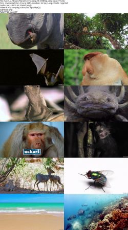 Absurd Planet S01 720p NF WEBRip x264-GalaxyTV