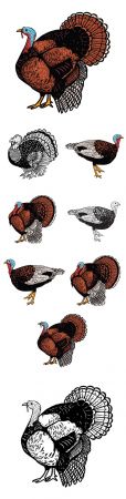 Thanksgiving illustration turkey on white background illustration