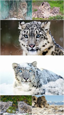 DesignOptimal Despot stock images Snow Leopard