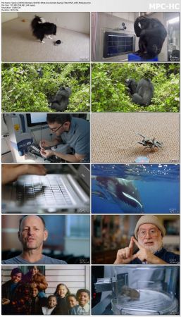NOVA Wonders S01 720p x265-MeGusta