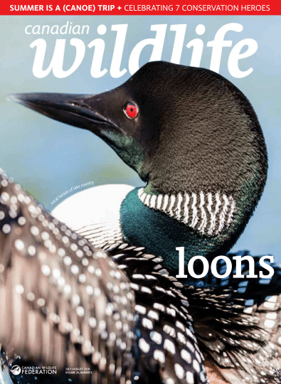 Canadian Wildlife   July/August 2020