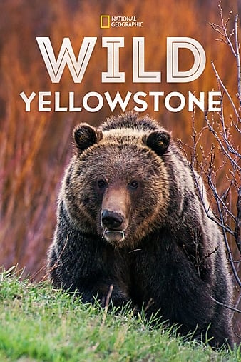 Wild.Yellowstone S01 1080p AMZN WEBRip DDP5.1 x264-NTG