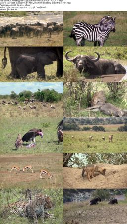 Amazing Africa 3D 2011 1080p BluRay x264 AAC-YTS