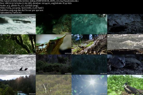 Wild Chile S01 1080p DSNP WEBRip DDP5.1 x264-pawel2006