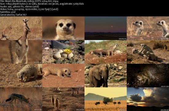 DocLights Meet the Meerkats 2020