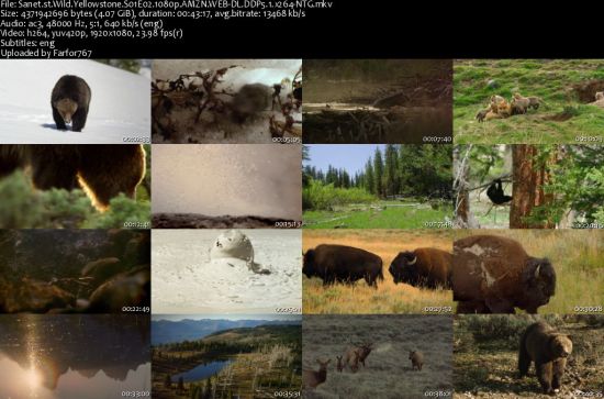 Wild.Yellowstone S01 1080p AMZN WEBRip DDP5.1 x264-NTG