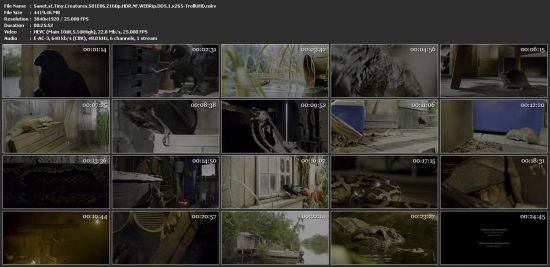 Tiny Creatures S01 2160p NF WEBRip x265 10bit HDR DDP5.1-TrollUHD