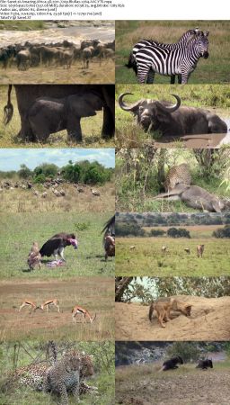 Amazing Africa 3D 2011 720p BluRay x264 AAC-YTS