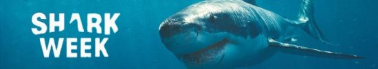 Shark Week 2020 Sharks Gone Wild 3 1080p WEB h264-CAFFEiNE