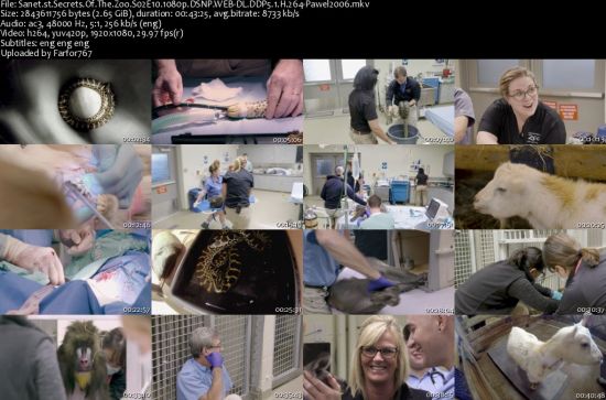 Secrets Of The Zoo S02 1080p DSNP WEBRip DDP5.1 x264-pawel2006