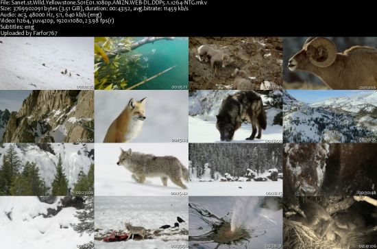 Wild.Yellowstone S01 1080p AMZN WEBRip DDP5.1 x264-NTG
