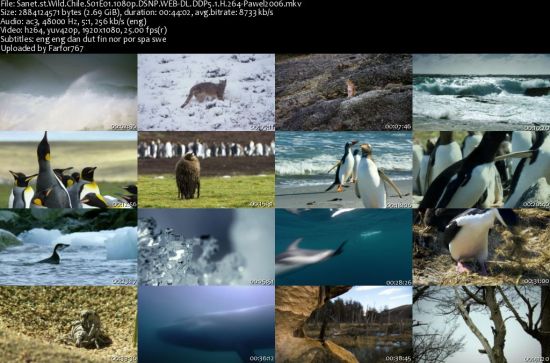 Wild Chile S01 1080p DSNP WEBRip DDP5.1 x264-pawel2006