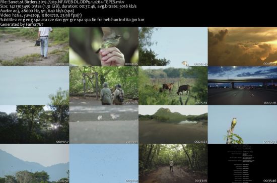 Birders 2019 SPANISH 720p NF WEBRip DDP5 1 x264-TEPES
