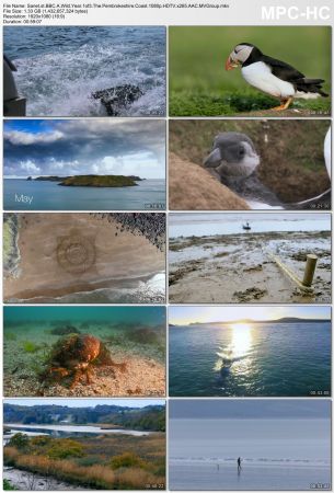 BBC - A Wild Year (2020) 1080p HDTV x265 AAC MVGroup