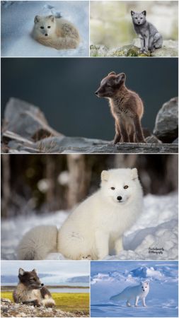 Despot stock images   Arctic Fox