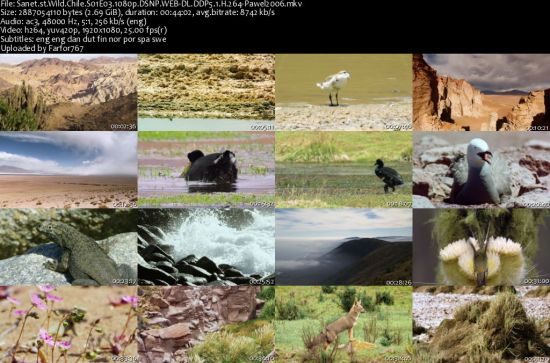Wild Chile S01 1080p DSNP WEBRip DDP5.1 x264-pawel2006