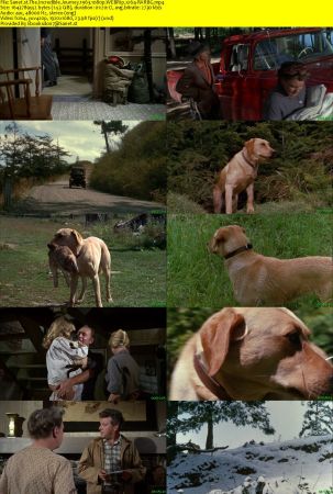 The Incredible Journey 1963 1080p WEBRip x264-RARBG
