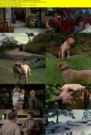 The Incredible Journey 1963 WEBRip x264-ION10