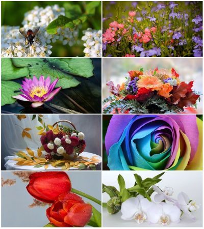 Beautiful Flowers Pictures (Pack 1)