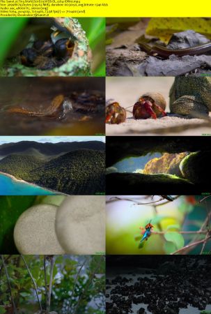 Tiny World S01 WEB-DL x264-ION10