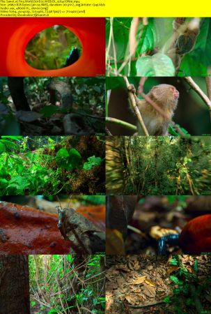 Tiny World S01 WEB-DL x264-ION10