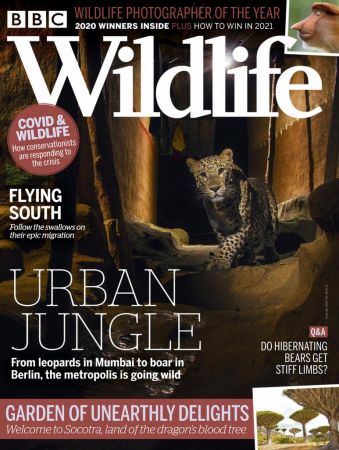 BBC Wildlife   November 2020