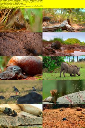 Tiny World S01 1080p ATVP WEB-DL DDP5.1 H264-NTb