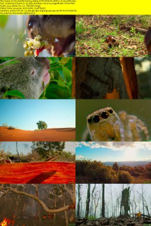 Tiny World S01 1080p ATVP WEB-DL DDP5.1 H264-NTb