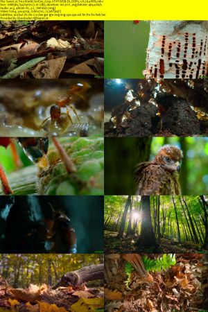 Tiny World S01 720p ATVP WEB-DL DDP5.1 H264-NTb