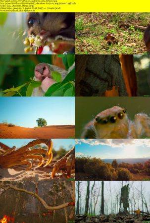 Tiny World S01 WEB-DL x264-ION10
