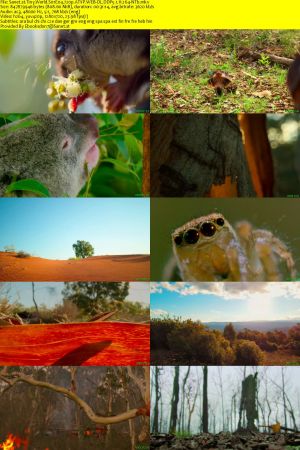 Tiny World S01 720p ATVP WEB-DL DDP5.1 H264-NTb