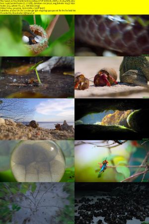 Tiny World S01 1080p ATVP WEB-DL DDP5.1 H264-NTb
