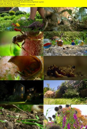 Tiny World S01 WEB-DL x264-ION10