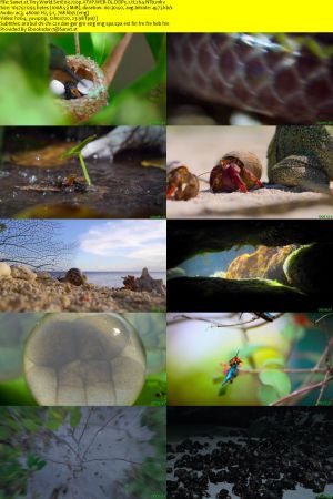 Tiny World S01 720p ATVP WEB-DL DDP5.1 H264-NTb