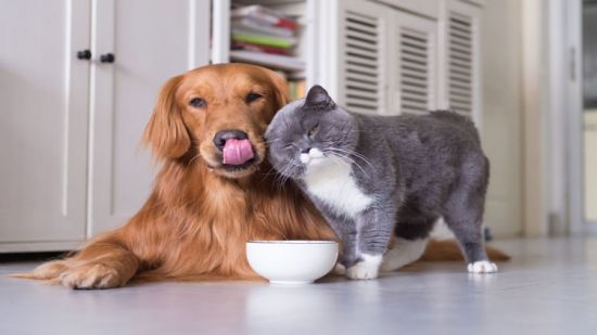 DevCourseWeb Udemy Animal Nutrition Natural Dog Nutrition And Cat Nutrition